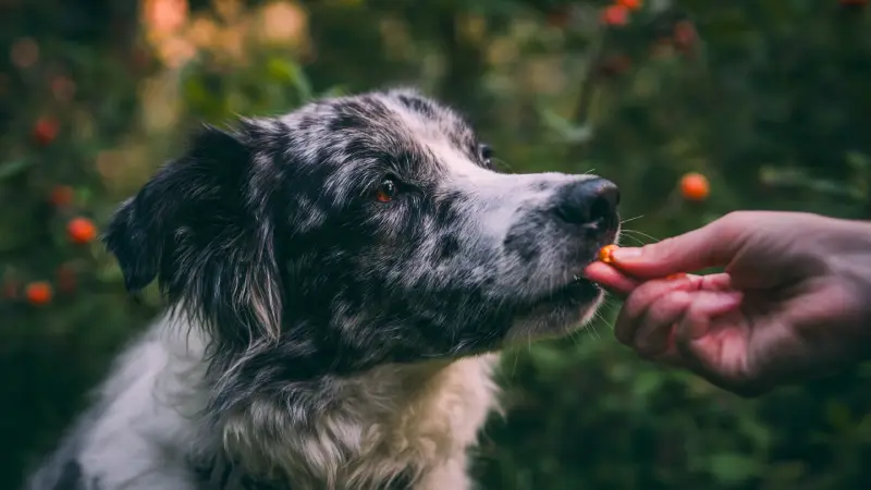 my dog is having a treat in a garden 1