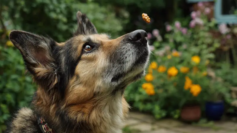 my dog is having a treat in a garden 2