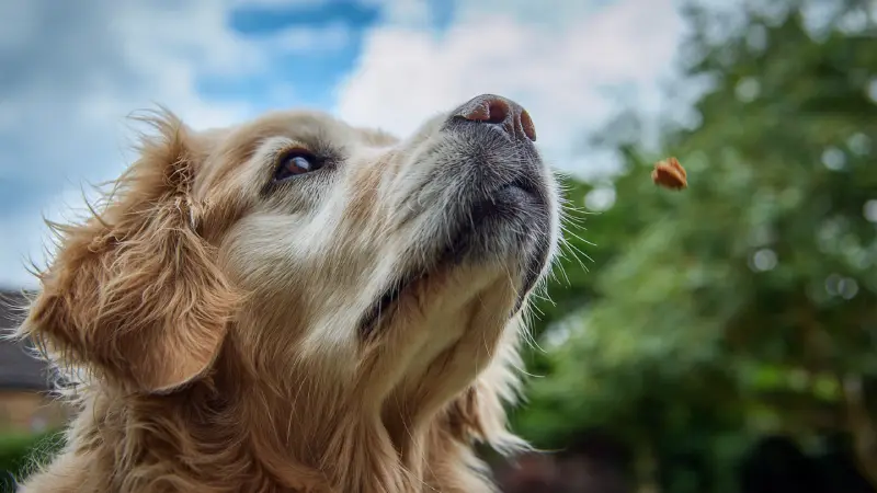my dog is having a treat in a garden 5